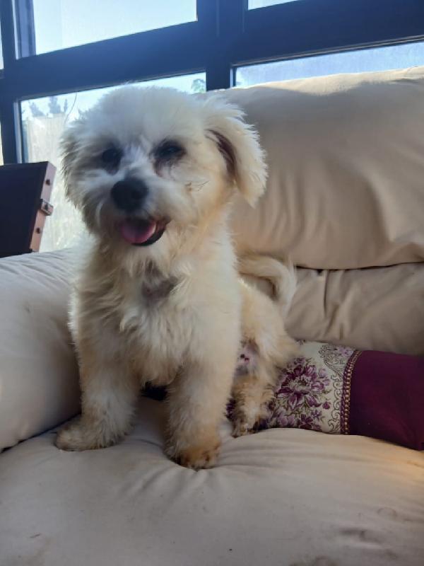 Flex, un tenero maltese Foto 4